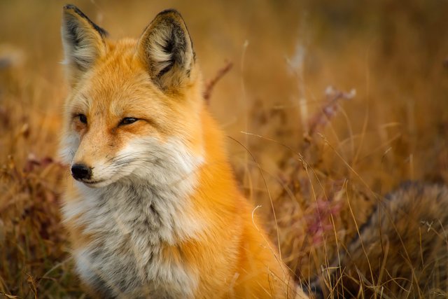 fox-1883658.jpg