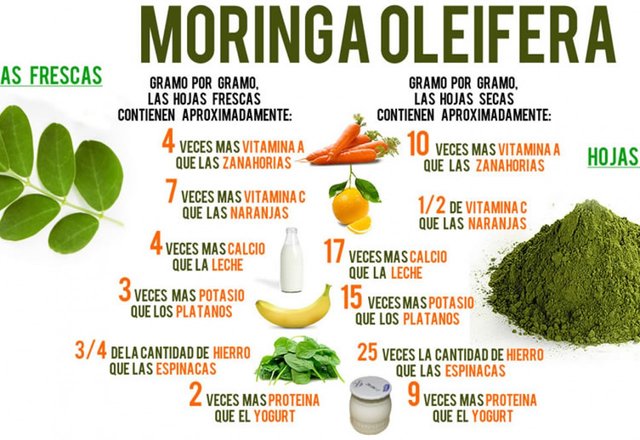 32-2015-07-11-12-50-31-propiedades-y-beneficios-de-la-moringa-0.jpg