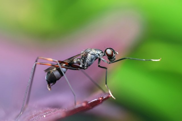 ant-gdd3ab4ebf_1920.jpg