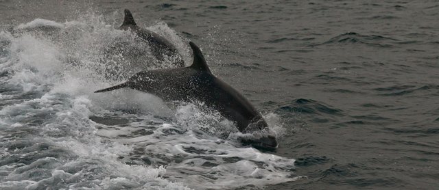 6436561377-dolphin (FILEminimizer).jpg