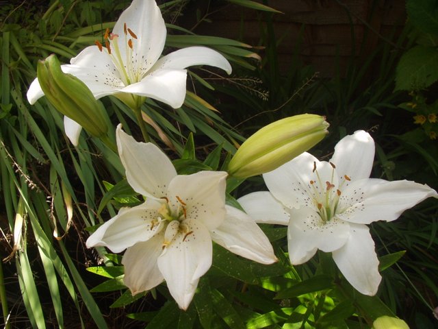 White_lillies.jpg