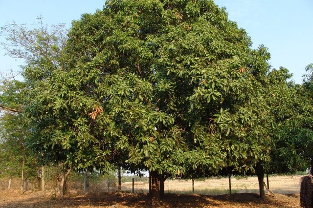 arbol_mango.jpg