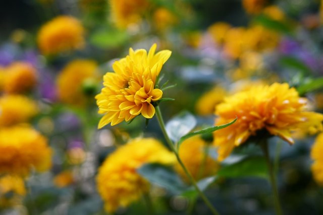 yellow-flowers-7412405_1280.jpg