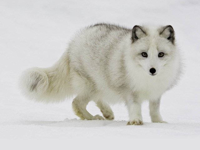 Arctic Fox Wallpapers 09.jpg