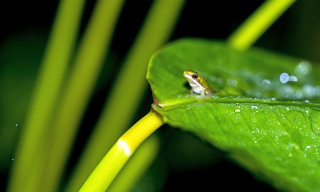 Tiny Frog