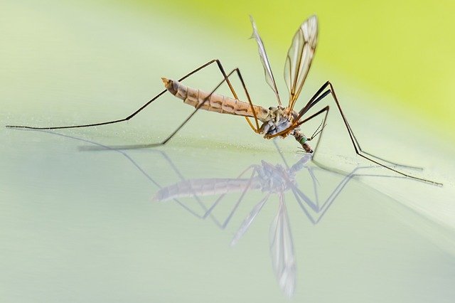 mosquito-1754359_640.jpg