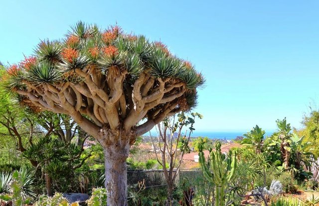 Dragon tree (Dracaena draco)5.jpg