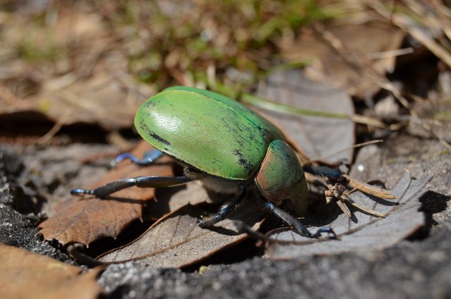 El bicho verde.JPG