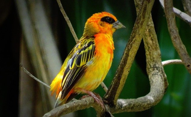 bird-5025120_640.jpg