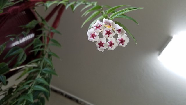 573 10-5-17 some small flowers at the doc's office.jpg