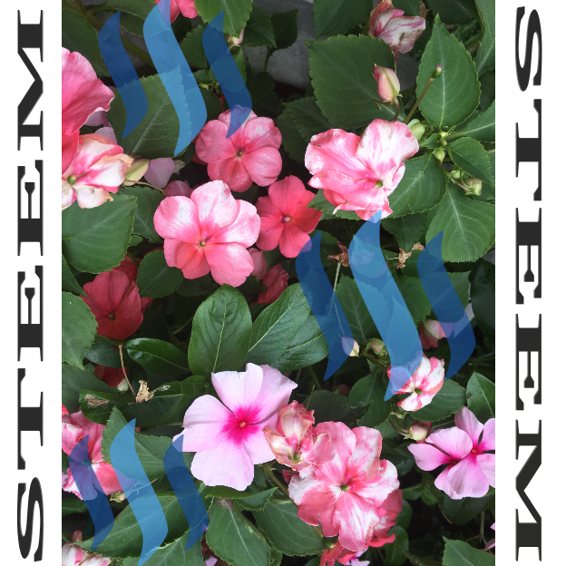 729 STEEM FLOWER 2.png