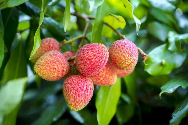 depositphotos_299499008-stock-photo-brunch-of-fresh-lychee-fruits.jpg