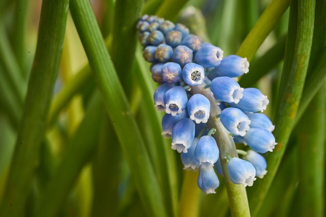 Flowering in Blue