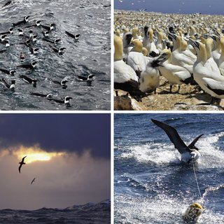httpswww.researchgate.netprofileStephen-Votierpublication317373195figurefig1AS503676323274753@1497097202052Seabirds-A-Seabirds-are-wholly-reliant-on-the-marine-environment-for-at-least-part-of_Q320.jpg.jpg