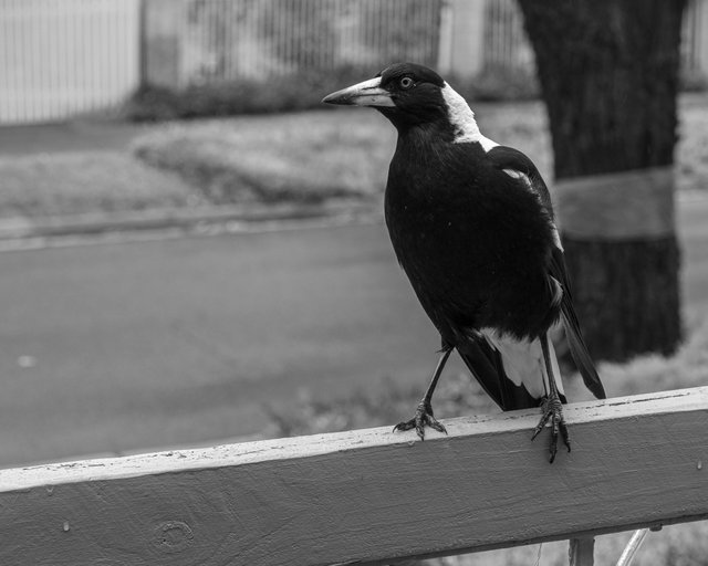 _DSC6487.jpg
