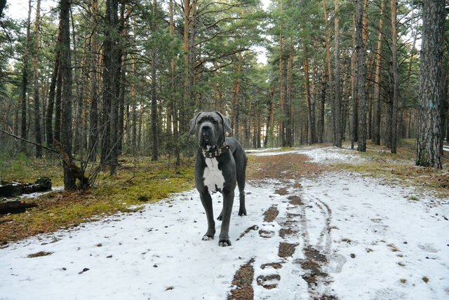 45+ Cane Corso Walking In Snow