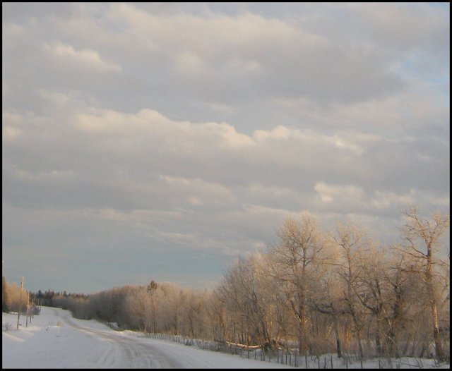 early morning light expansive sky light hoar frost on trees looking down the road.JPG