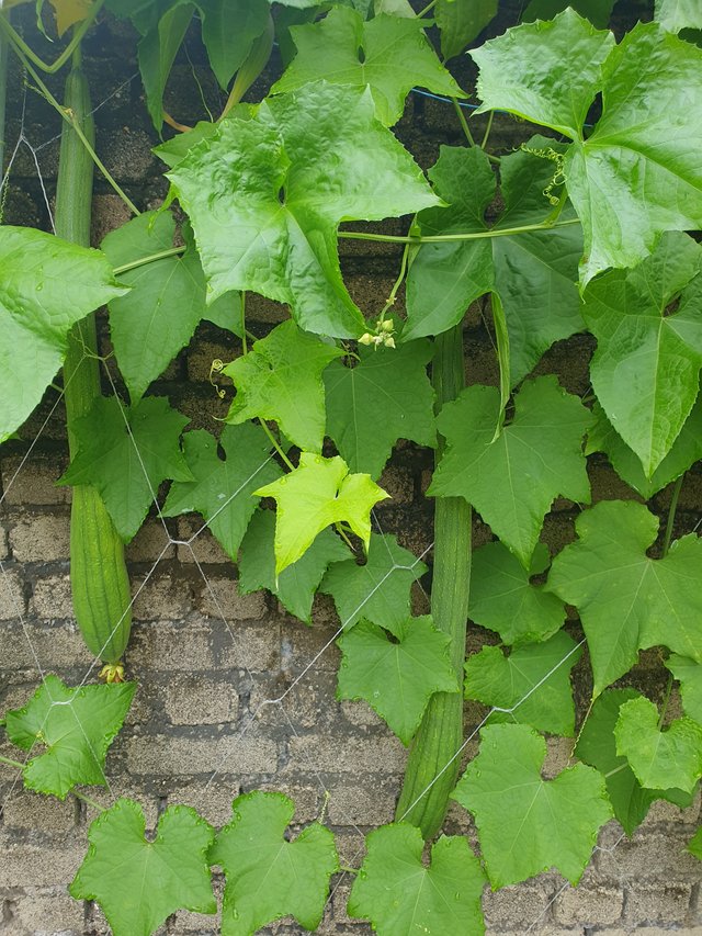 20250815_081537.jpg