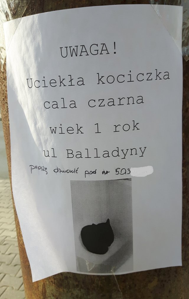 kociczka.jpg