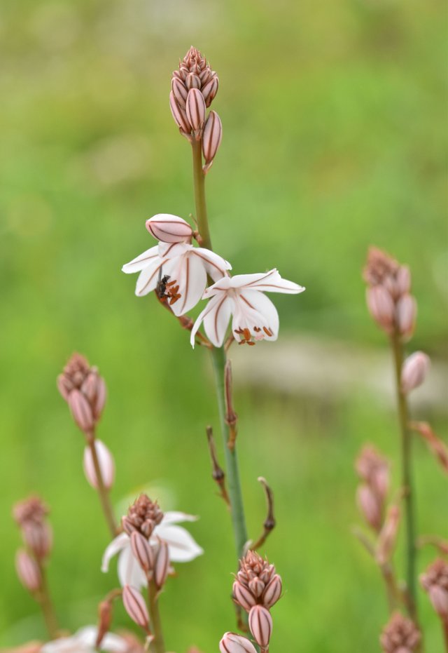 asphodeuls onionweed flower 1.jpg