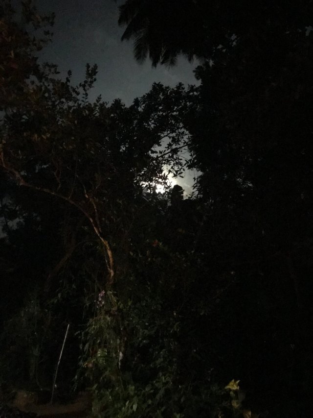 E58695F8-DFBB-4A7C-8AC5-698A4F532CC9.jpeg
