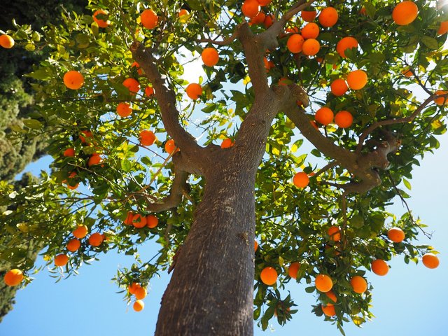 oranges-1117644_1280.jpg
