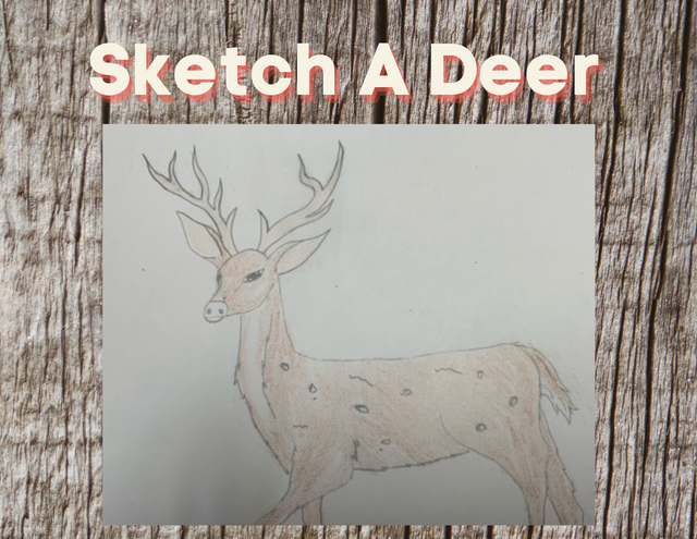 Draw Deer.png