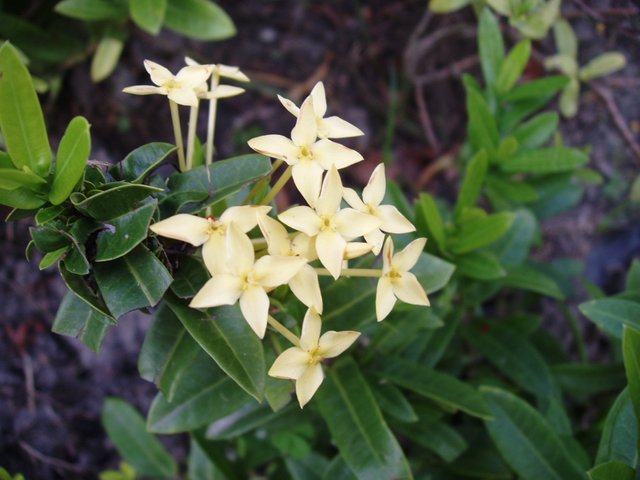 Queen Sirikit Park - flower