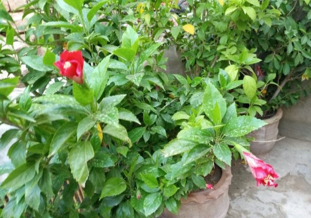 IMG_20250708_072255.JPG