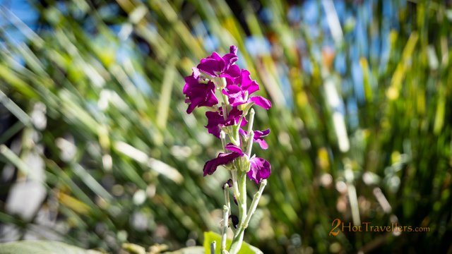 Garden Flowers 02.jpg