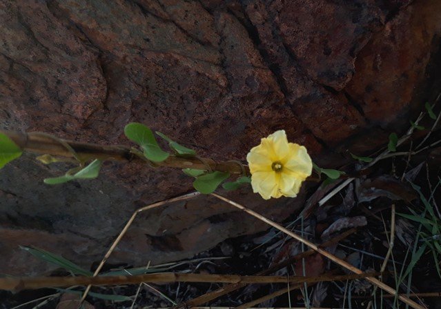 ipomoea obscura.jpg