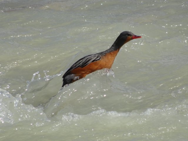 DSC00540 pato de torrente.JPG