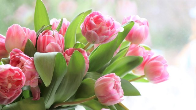 tulips-4026273_1920.jpg