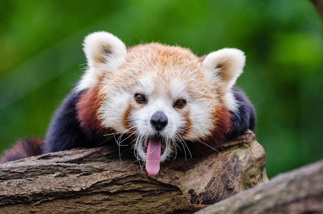 red panda.jpg