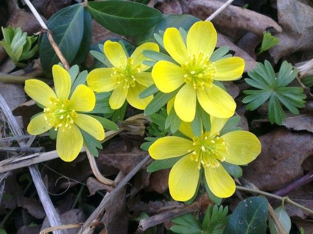 yellow-aconite.jpg