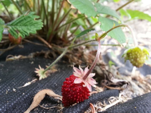 strawberry_ripe.jpg