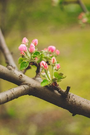 blooming-apple-tree-in-the-garden-1641500.jpg