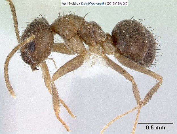 nylanderia fulva crazy ant april nobile antweb.jpg