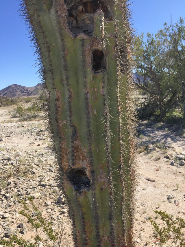 Saguaro damage detail3.JPG