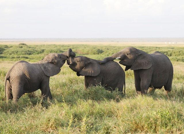 group-elephants-amboseli-national-park-kenya-africa_181624-23755.jpg