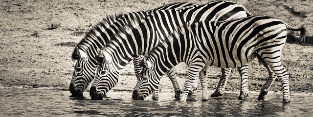 zebra-3044577_1280.jpg