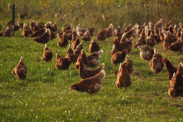 chickens-4574489_1280.jpg