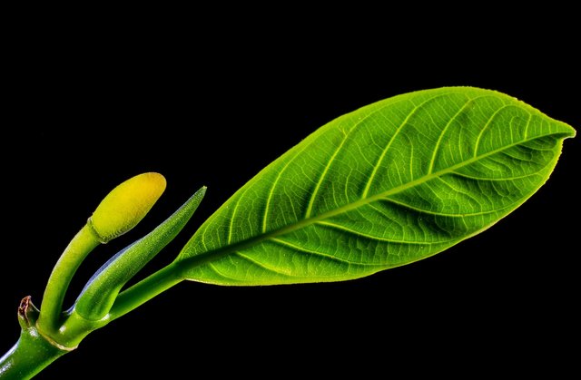 jackfruit-leaf-325563_1920.jpg