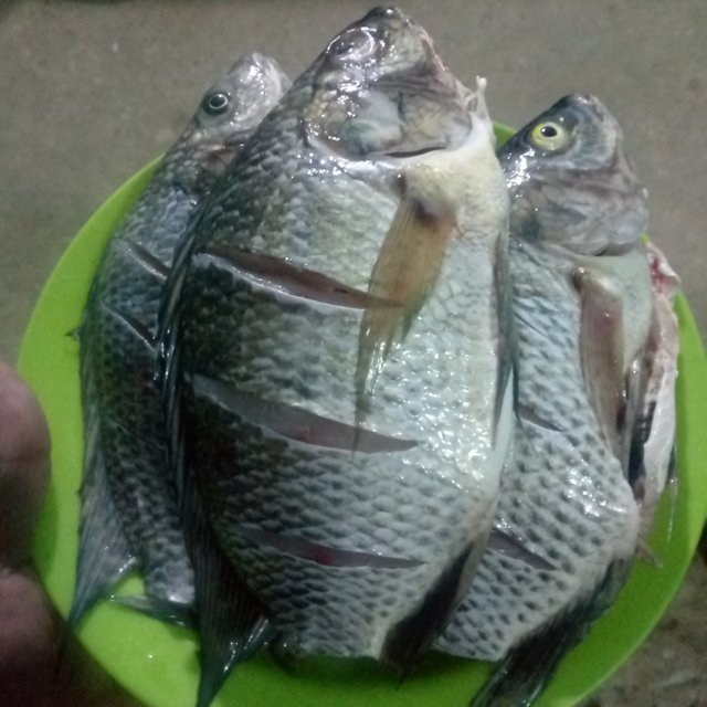 IMG_20250206_175713_012.jpg
