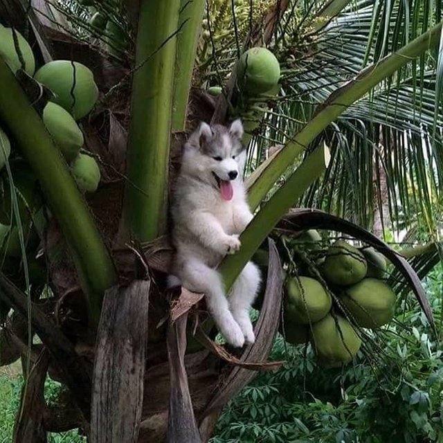 Coconut Dog.jpg