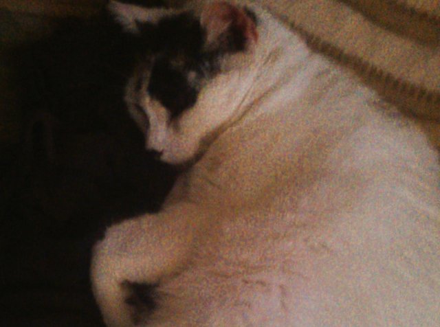 Cat Photography, Bella Resting Sofa Pillow Closeup, June 1 2017.jpg