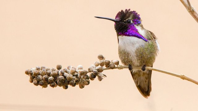 Desert-Animals-Costas-Hummingbird.jpg