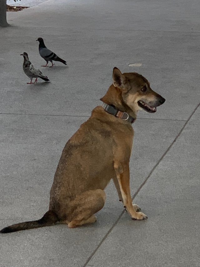 stray dog3.jpg