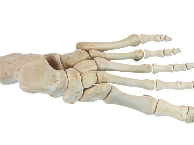 human-foot-bones--artwork-499157723-5c2392b3c9e77c0001d1b415.jpg