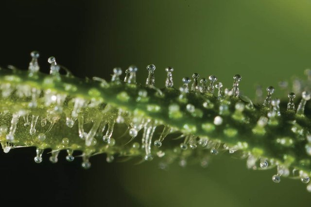 Trichomes_1.jpg